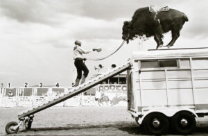 A man is on top of an elephant and a truck