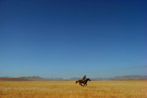 A person riding on the back of a horse in an open field.