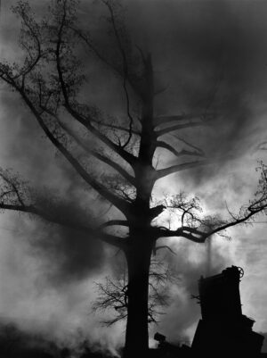 A tree with smoke coming from it's branches.
