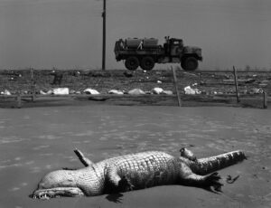 A large animal laying on top of a dirt field.