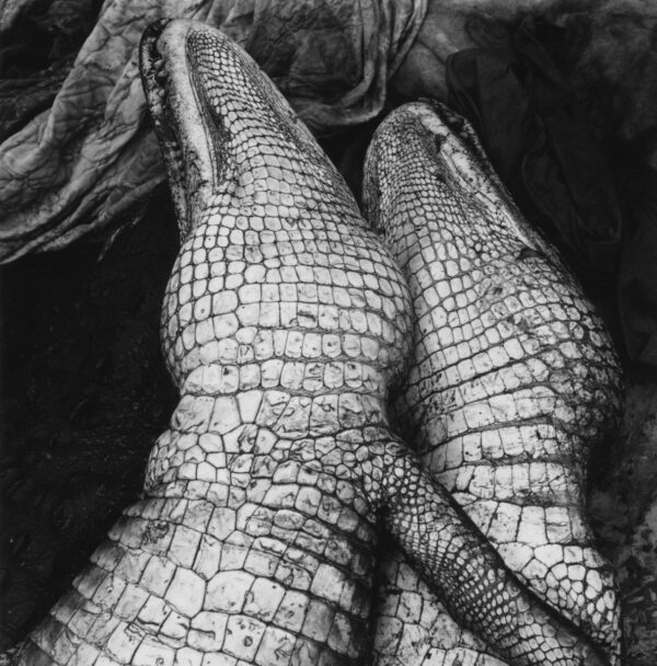 A black and white photo of two crocodiles