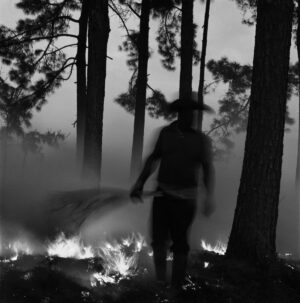 A man standing in the woods near trees.