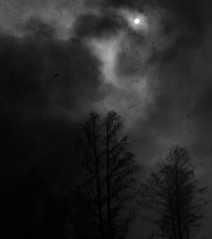 A black and white photo of trees in the dark.