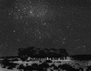 A black and white photo of trees in the desert.