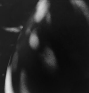 aaron siskind