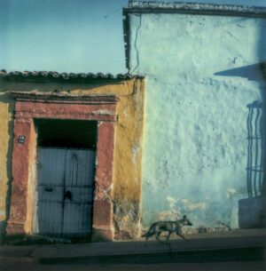 A dog walking in front of an old building.