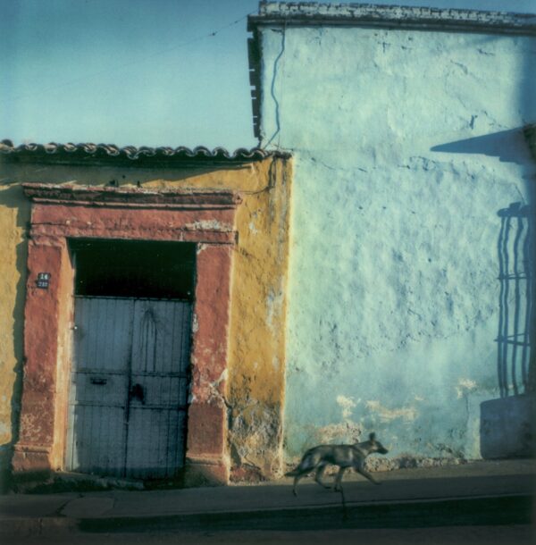 A dog walking in front of an old building.