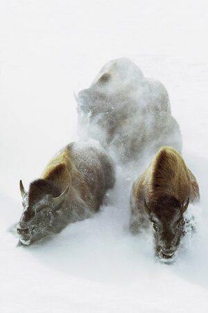 Two animals are running through the snow.