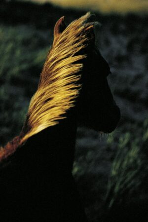 A horse with long mane standing in the grass.