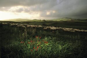 A field with flowers and sheep in the background.