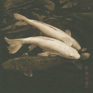 A group of fish swimming in the water.