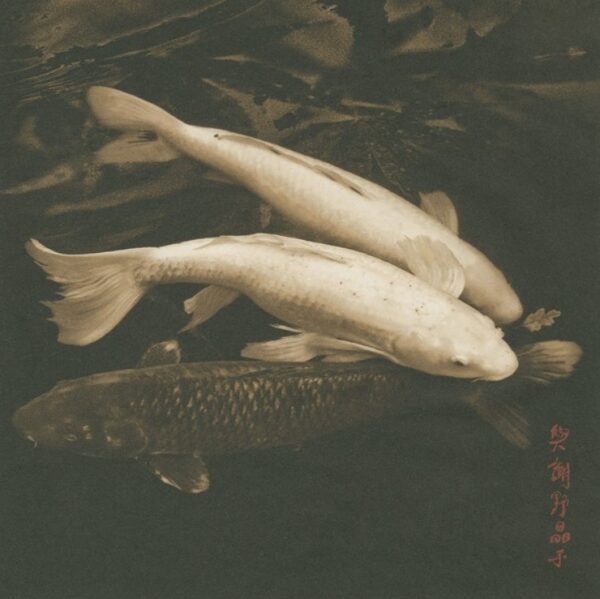 A group of fish swimming in the water.