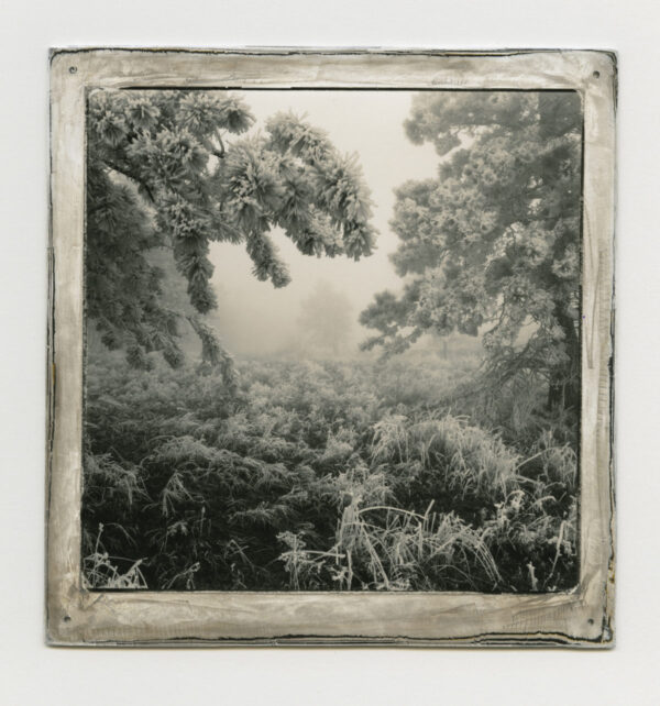 A black and white photo of trees in the distance.