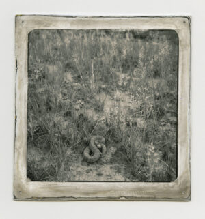 A black and white photo of grass in the shape of an s
