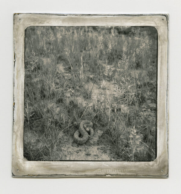 A black and white photo of grass in the shape of an s