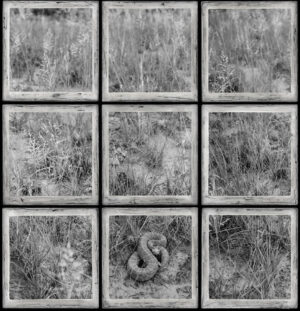 A black and white photo of nine windows with the letter d in each window.