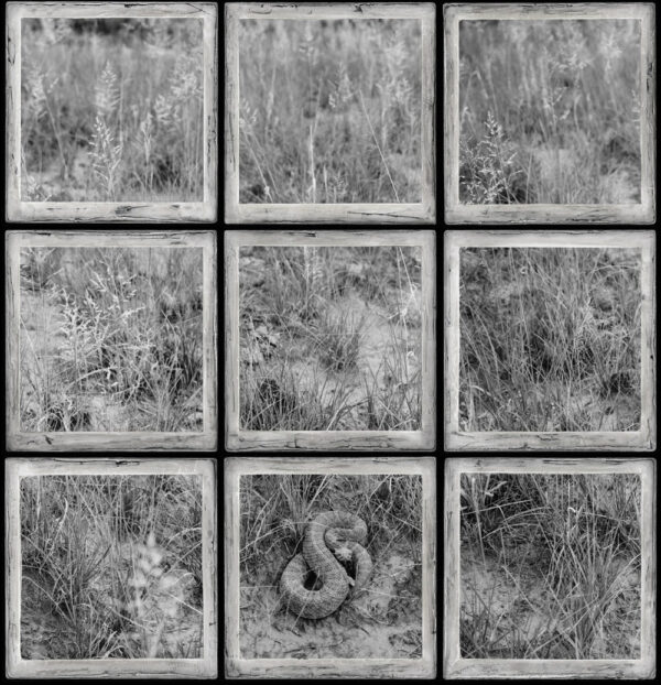 A black and white photo of nine windows with the letter d in each window.