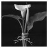 A black and white photo of a flower in a vase.