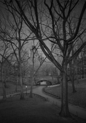 A black and white photo of trees in the park.