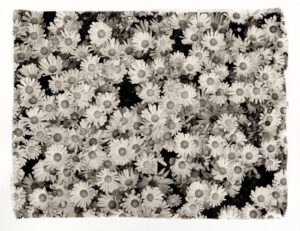 A black and white photo of flowers in the grass.