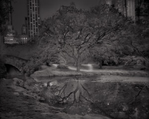 A tree is reflected in the water of a pond.