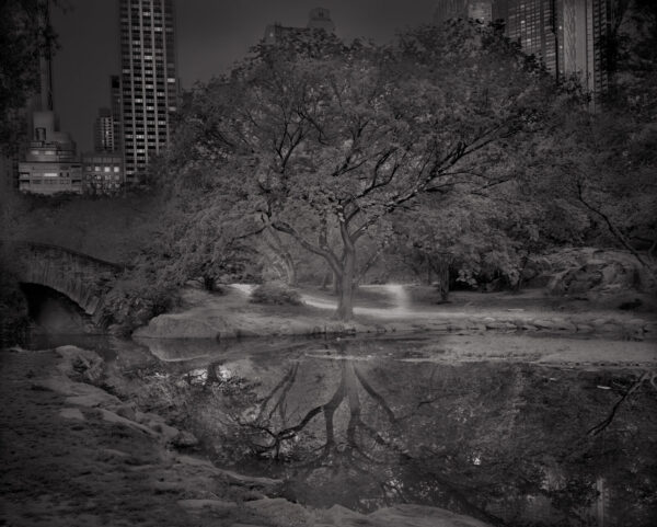 A tree is reflected in the water of a pond.