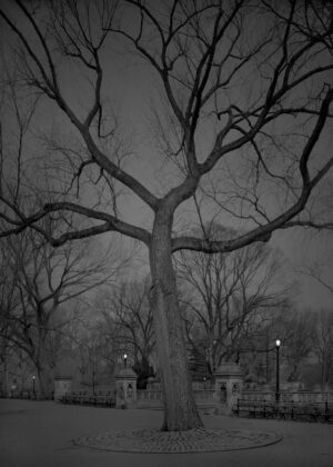 A tree with no leaves in the dark.