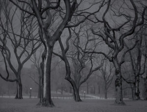 A black and white photo of trees in the snow.