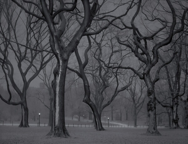 A black and white photo of trees in the snow.