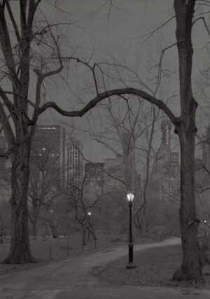 A black and white photo of trees in the dark