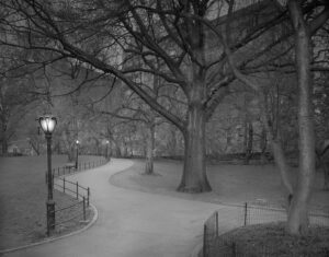 A park with trees and lights at night.