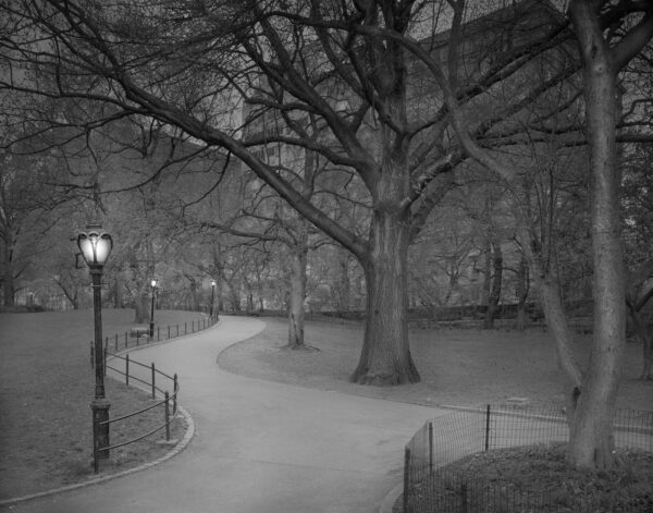 A park with trees and lights at night.