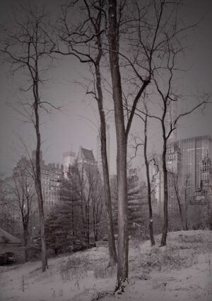 A black and white photo of trees in the snow.