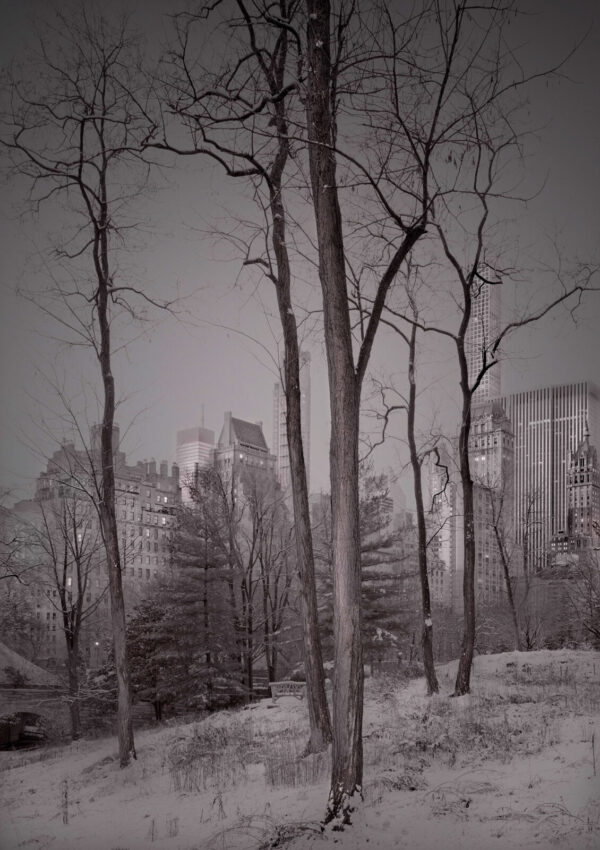 A black and white photo of trees in the snow.
