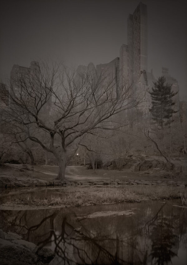 A tree in the middle of a field near water.