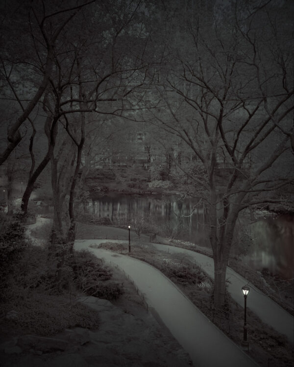 A dark picture of trees and a path in the woods.