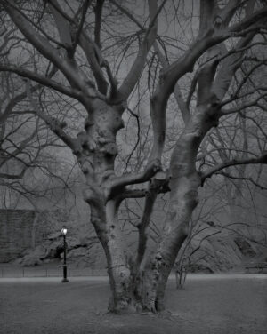 A tree with no leaves in the middle of a park.