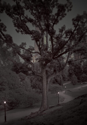 A tree with lights in the background at night.