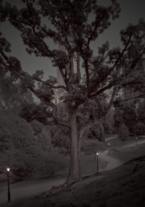 A tree with lights in the background at night.