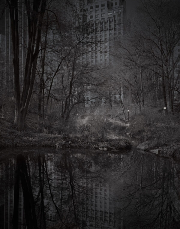 A dark forest with trees and water
