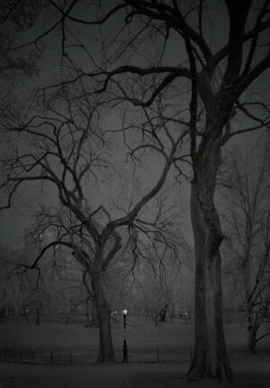A dark night with trees and a street light.