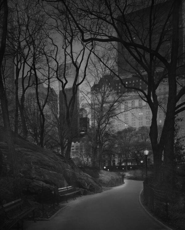 A black and white photo of trees in the dark.