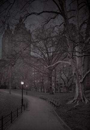 A park with trees and lights at night.