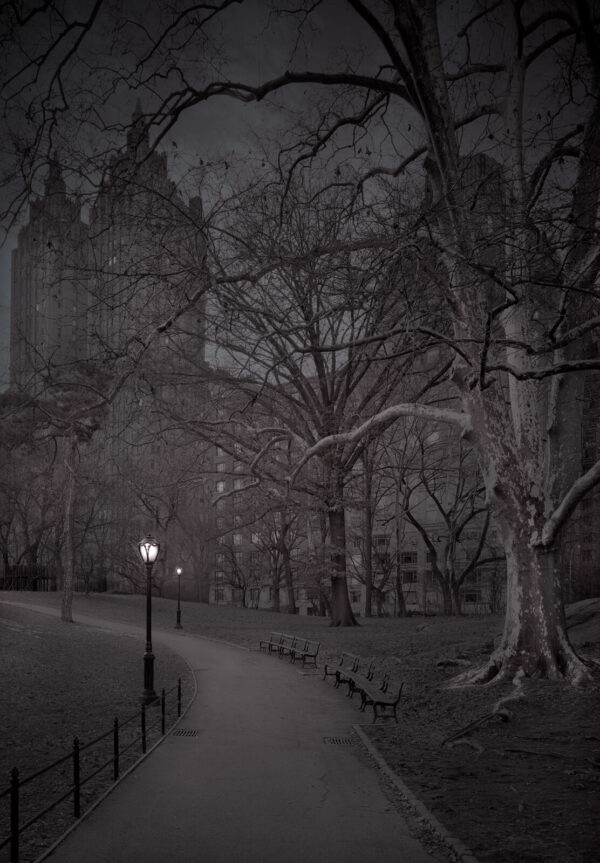 A park with trees and lights at night.