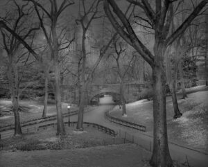 A black and white photo of trees in the woods