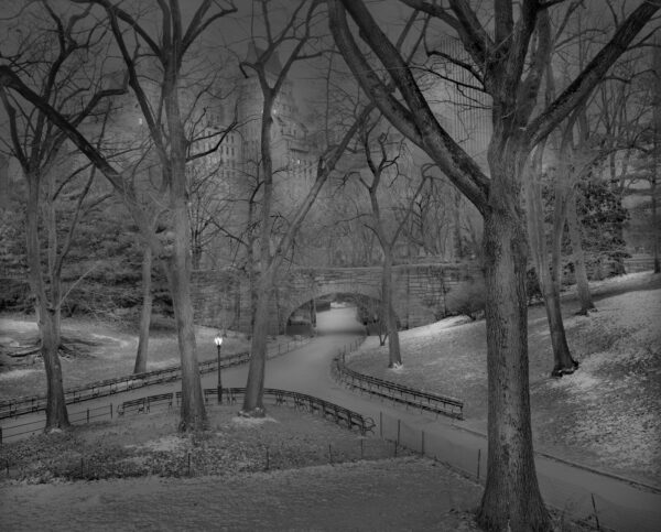 A black and white photo of trees in the woods