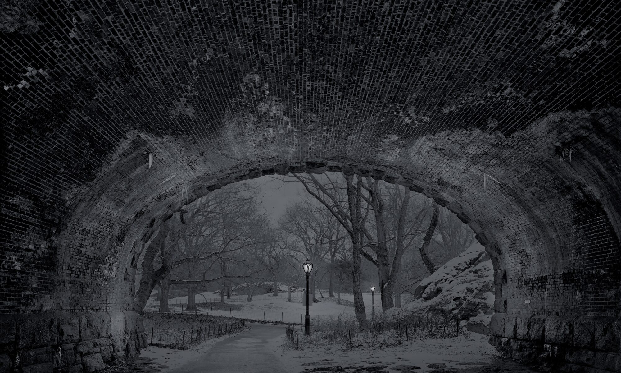 A dark picture of trees and bushes in the forest.