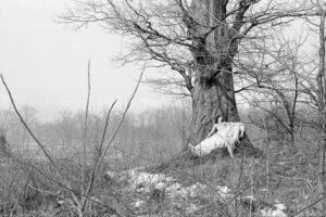 A person sitting on the ground next to a tree