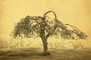 A tree with no leaves in the middle of a field.