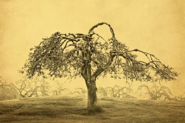 A tree with no leaves in the middle of a field.